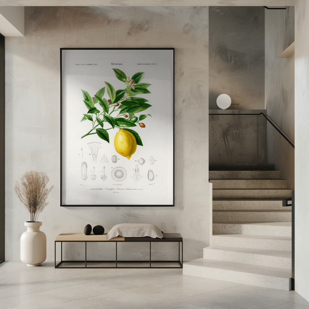 Zitrone (Citrus Limonium) | Poster