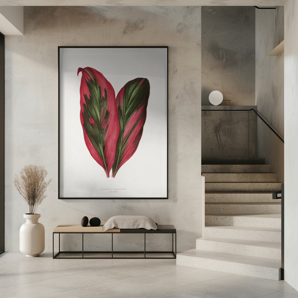 Rosa Dracaena Terminalis Blatt Illustration | Poster