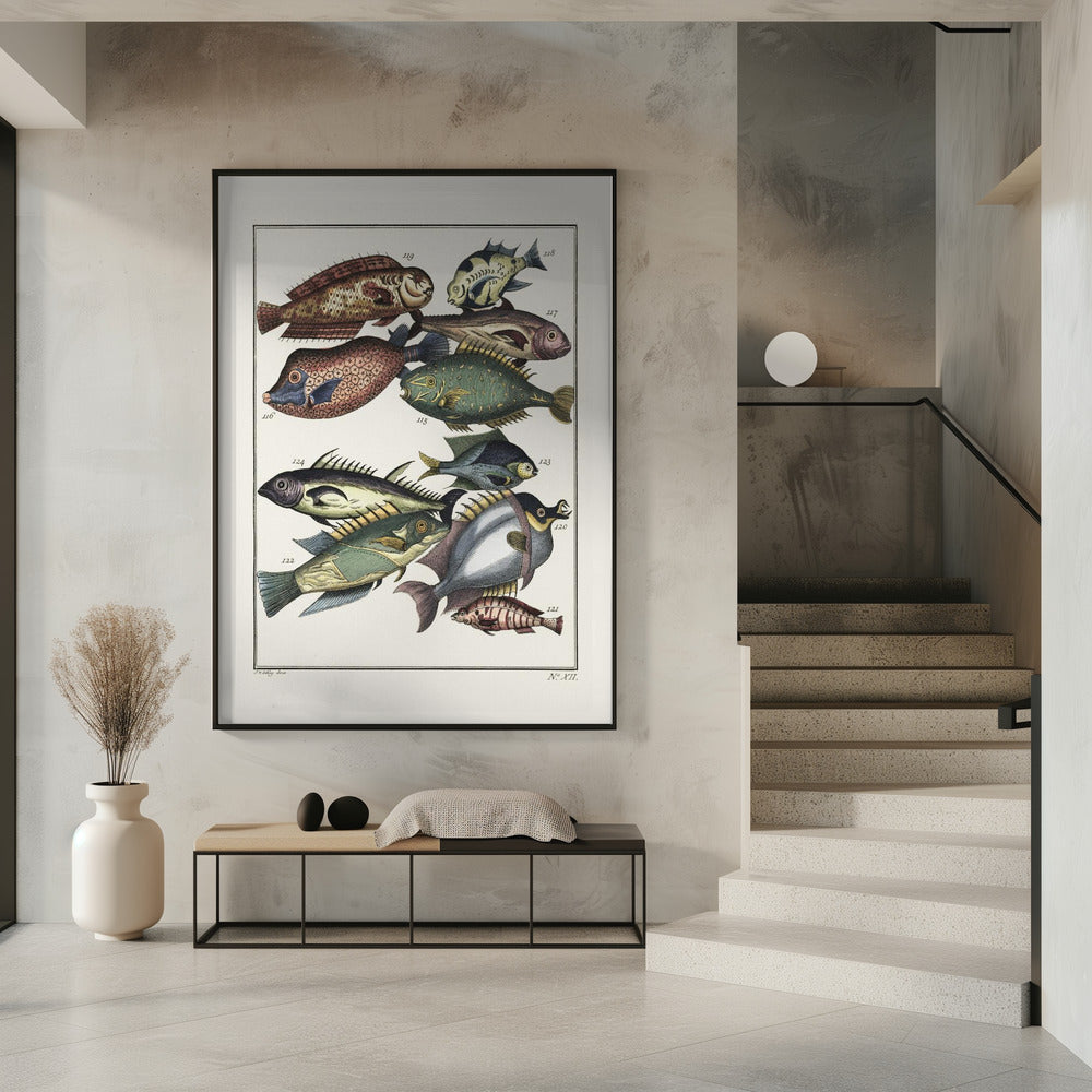 Exotischer Fisch (1767) von JV Schley | Poster