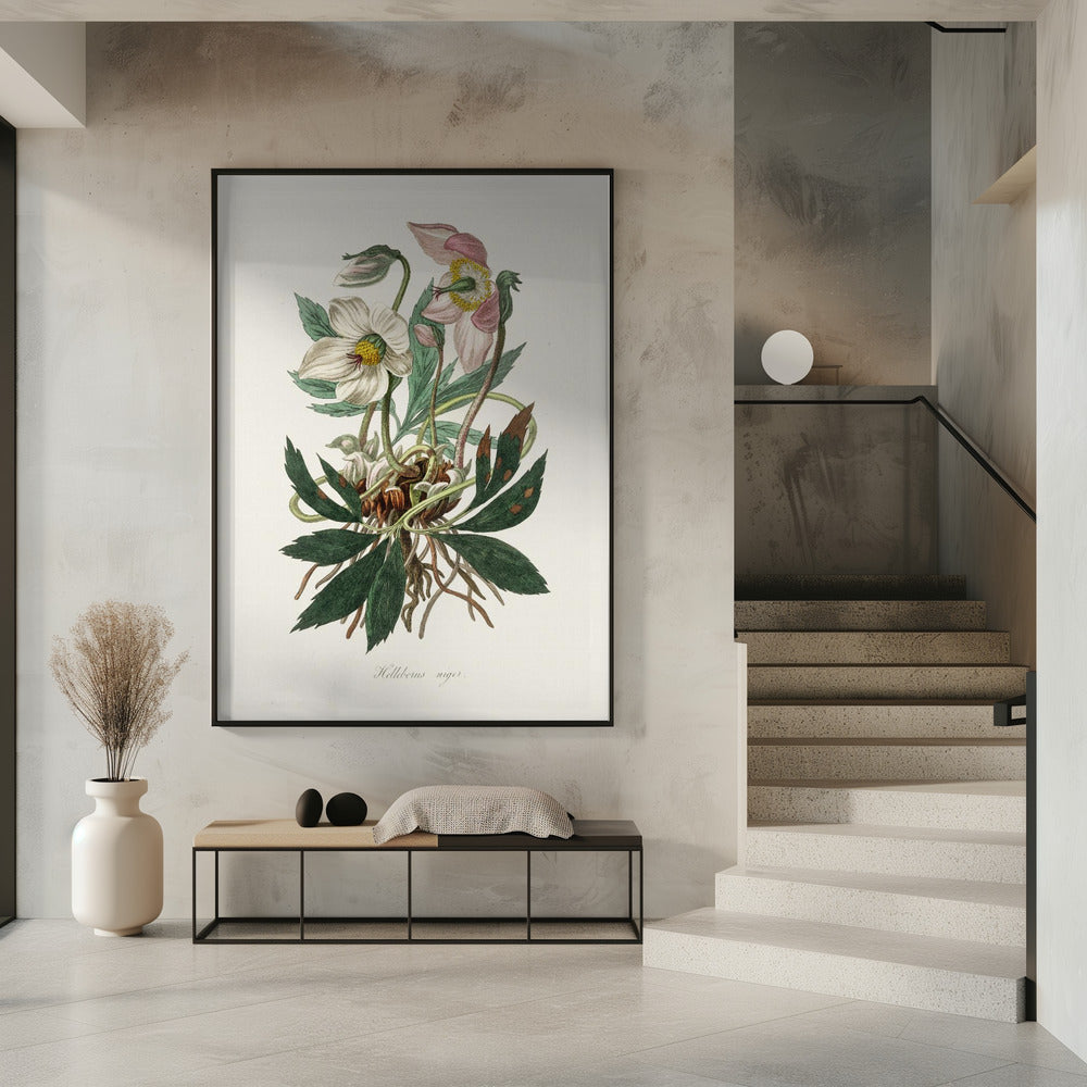 Christrose (Helleborus Niger) Medizinische Botanik | Poster