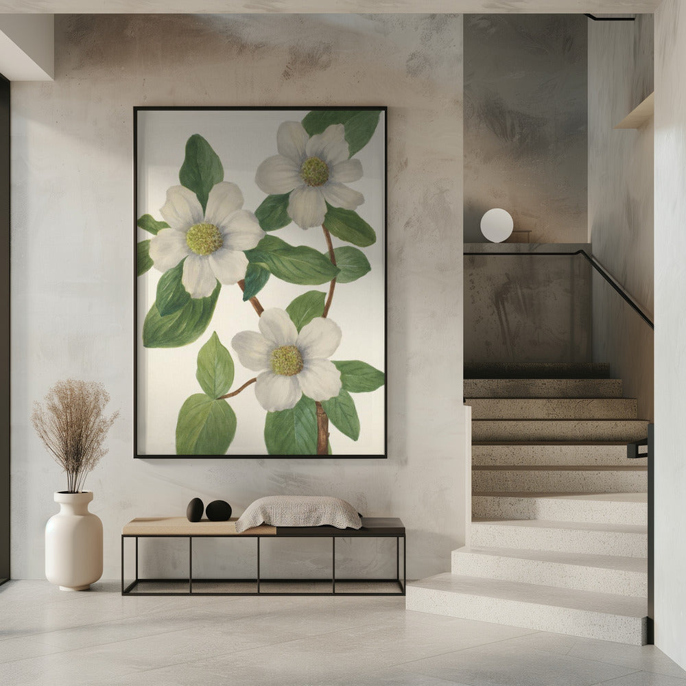 Pacific Dogwood | Poster