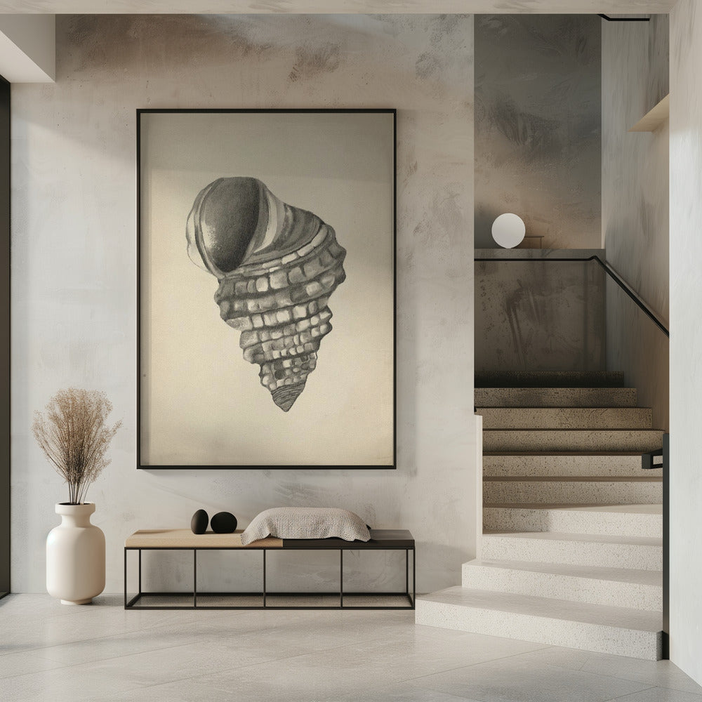 Muscheln | Poster