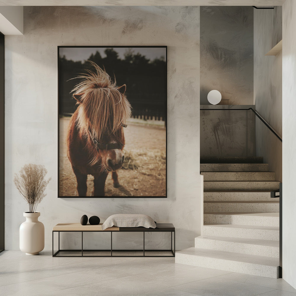 Pony mit zotteliger Mähne | Poster