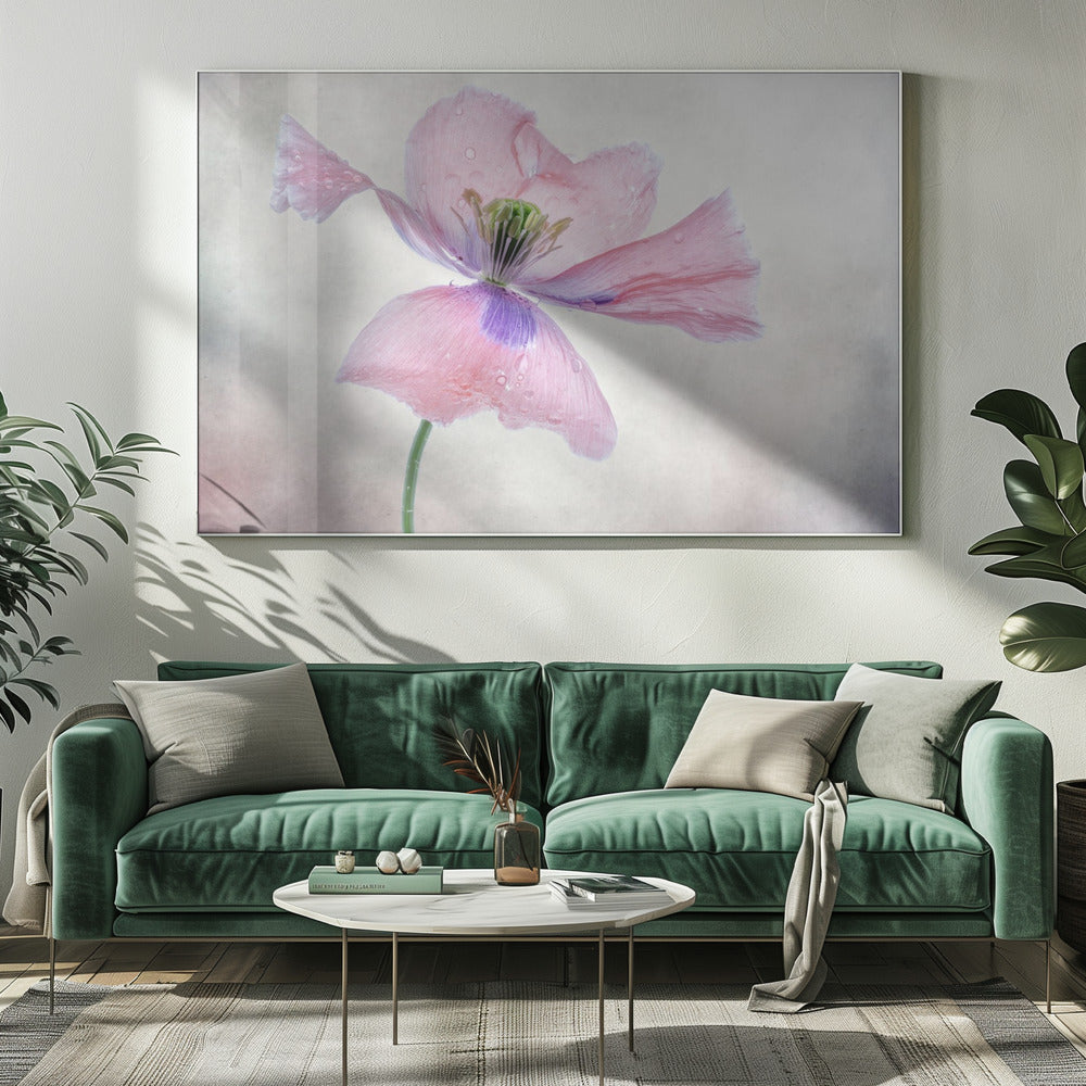 Pastellmohn | Leinwand