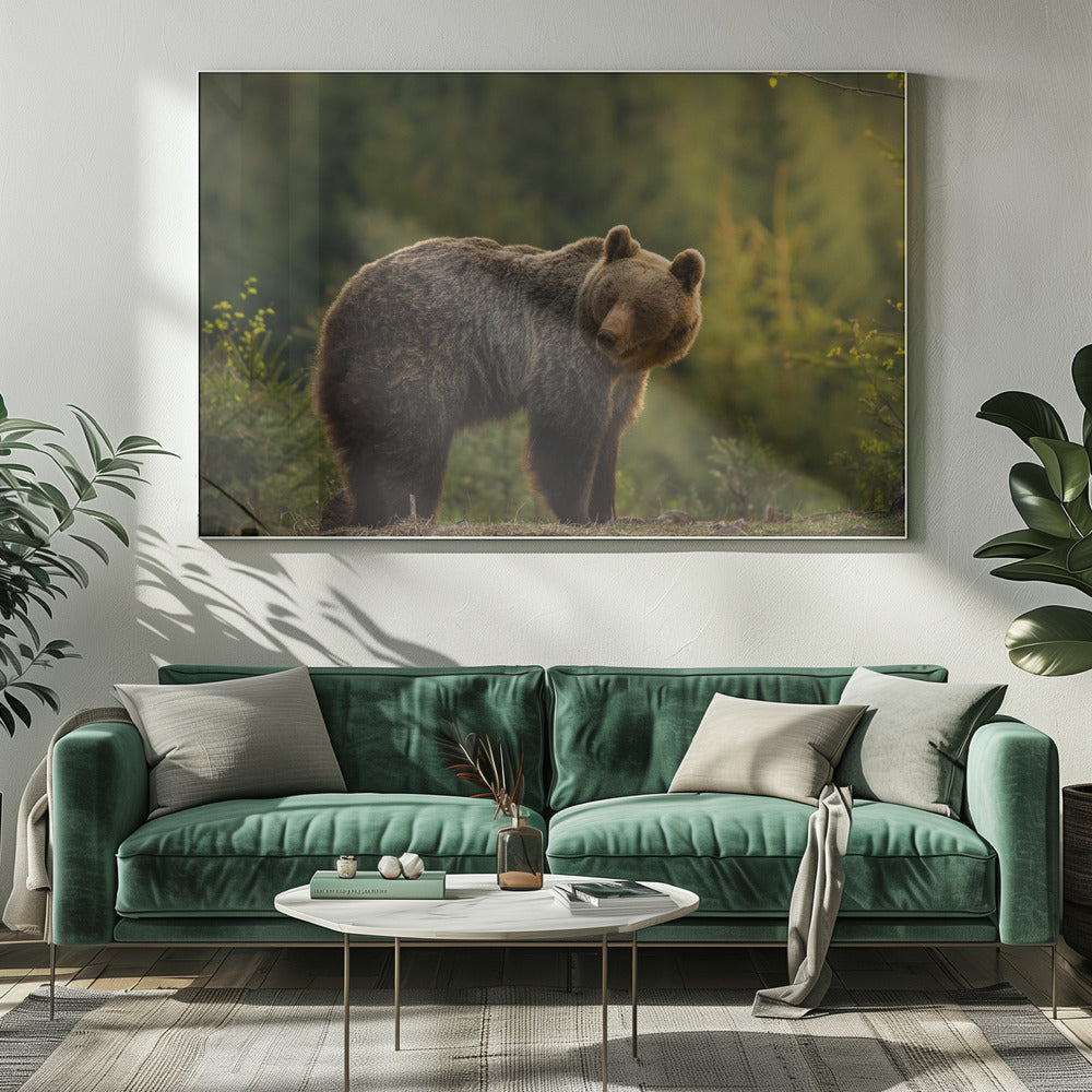 Hinterleuchteter Bär | Leinwand