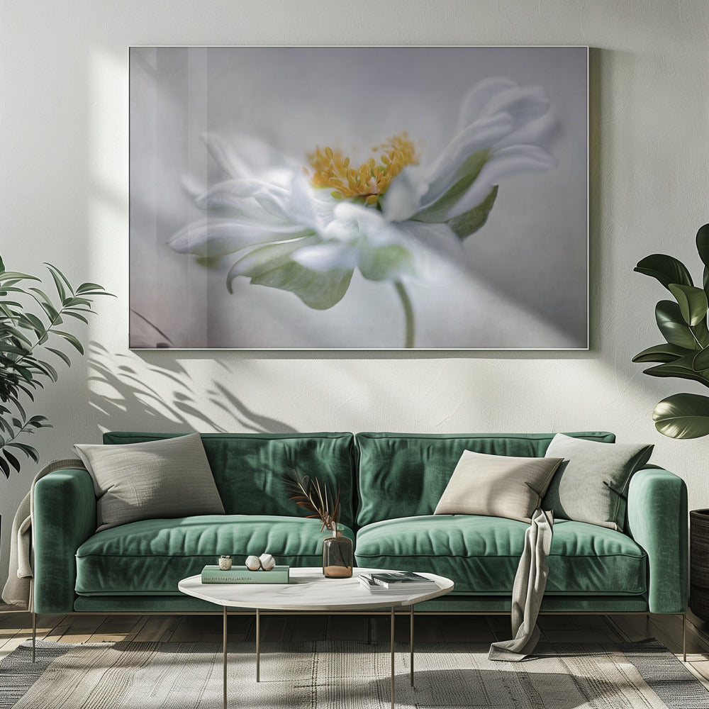 Anemone | Leinwand