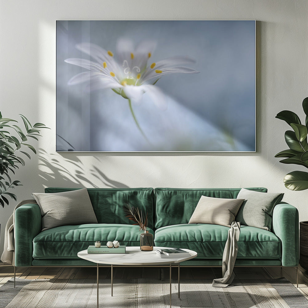 Große Sternmiere | Leinwand