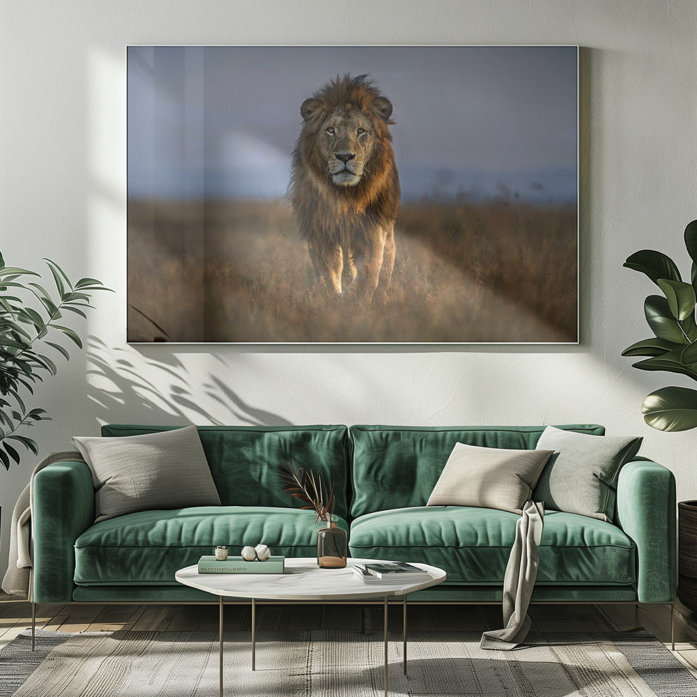 Löwe Nahaufnahme | Leinwand