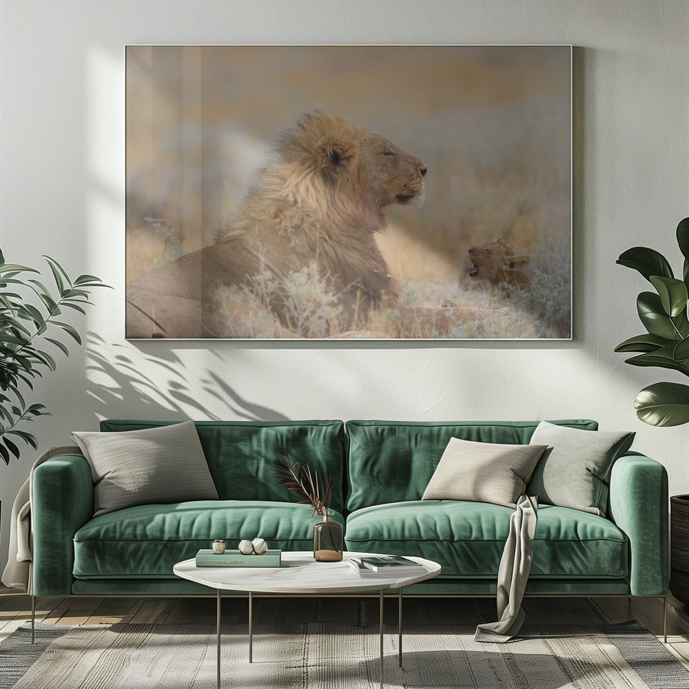 Männlicher Löwe mit Jungem | Leinwand