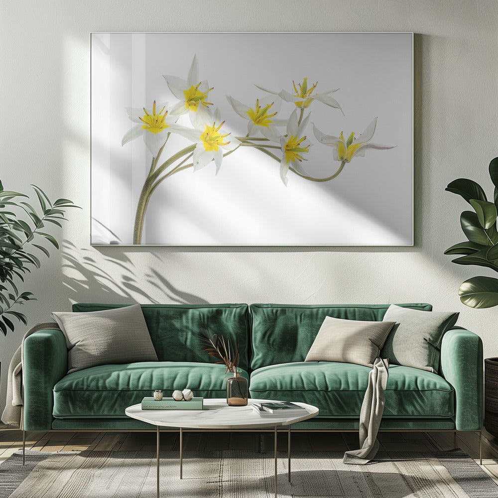 Tulipa Tarda | Leinwand