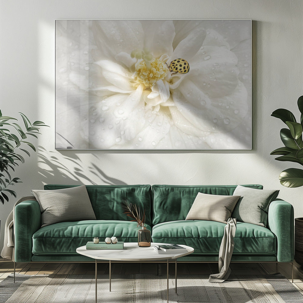 Dewdrops are the GEMS of morning | Canvas