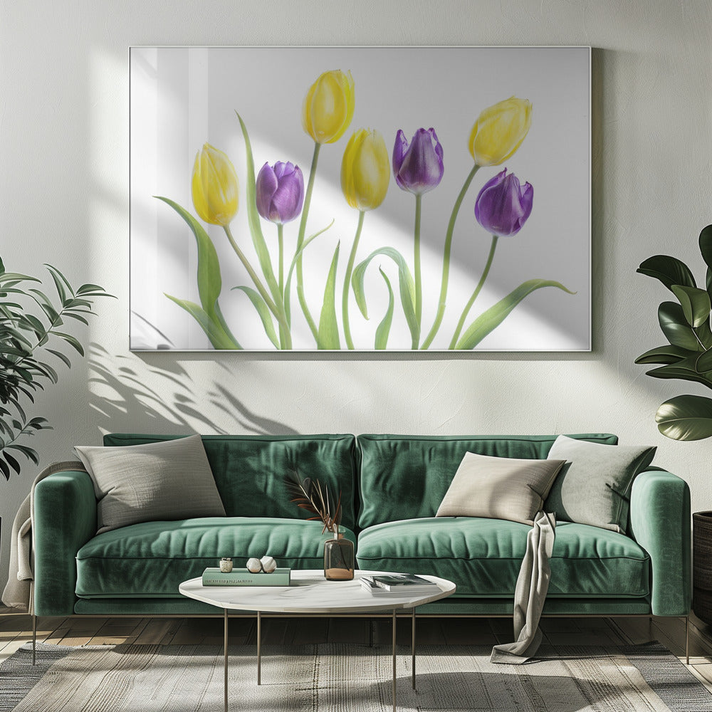 Tulpe | Leinwand