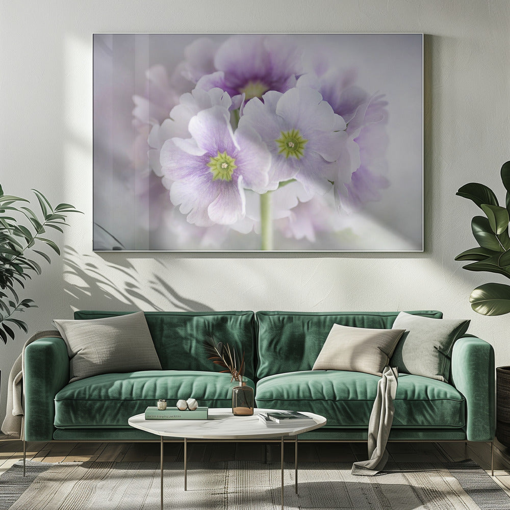 Primula | Leinwand