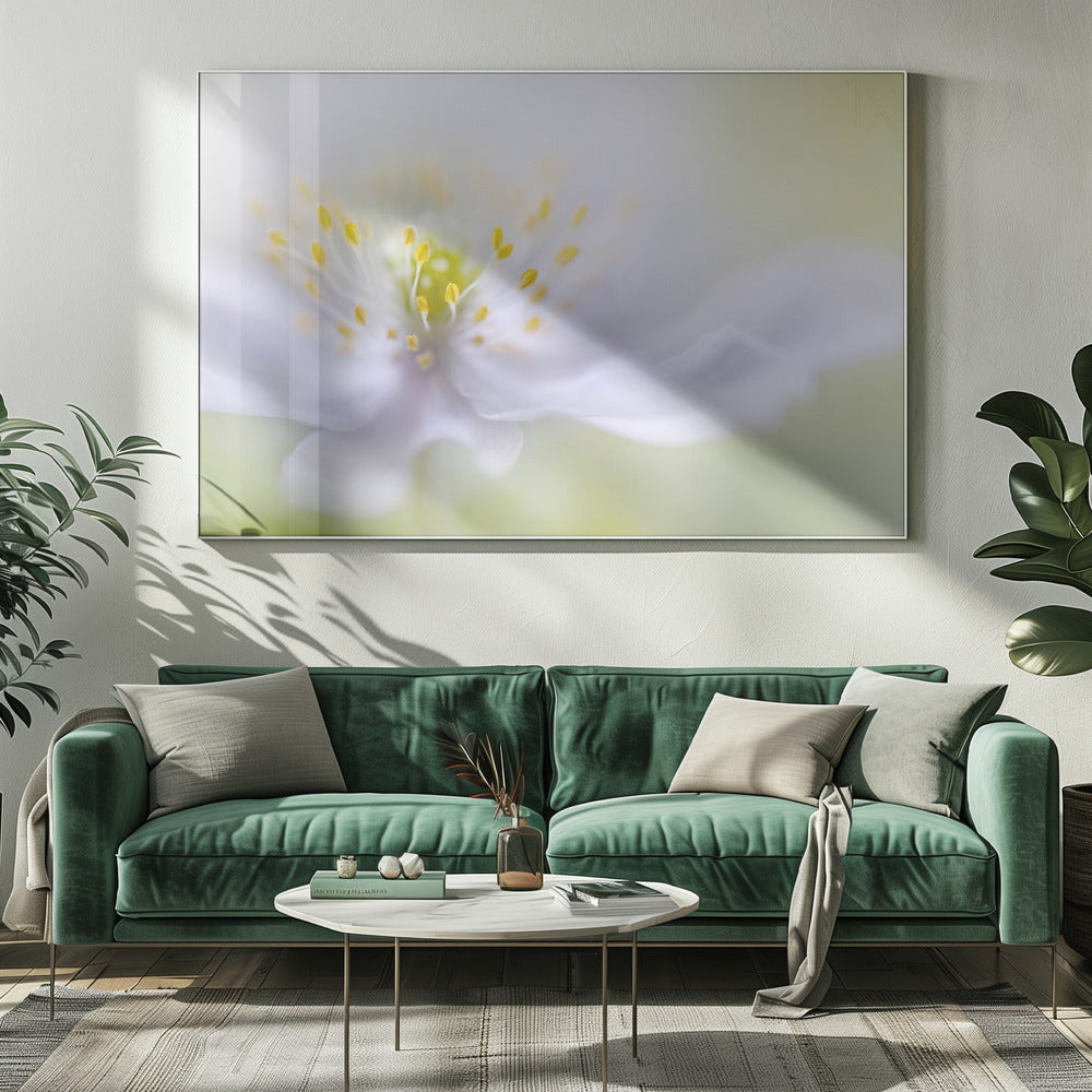 Anemonenschönheit | Leinwand
