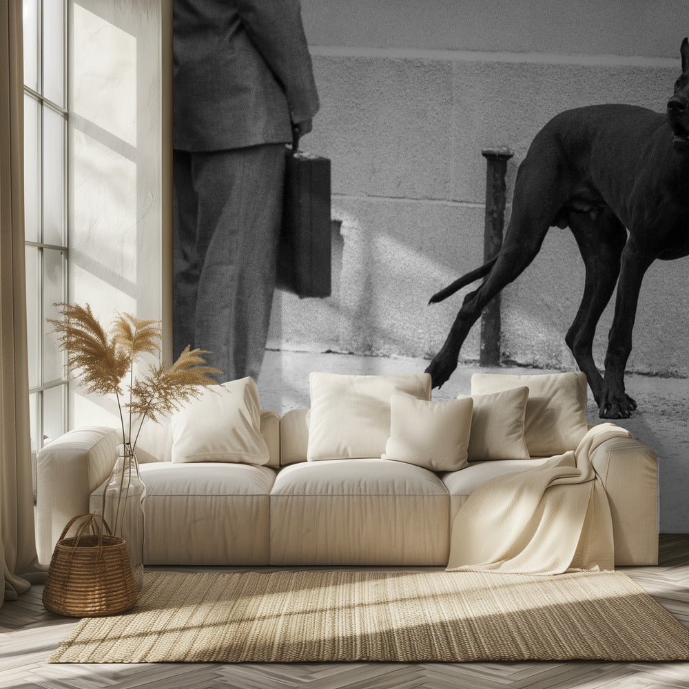 Deutsche Dogge Bodyguard (aus der Serie "Boy meets girl") | Hintergrundbild