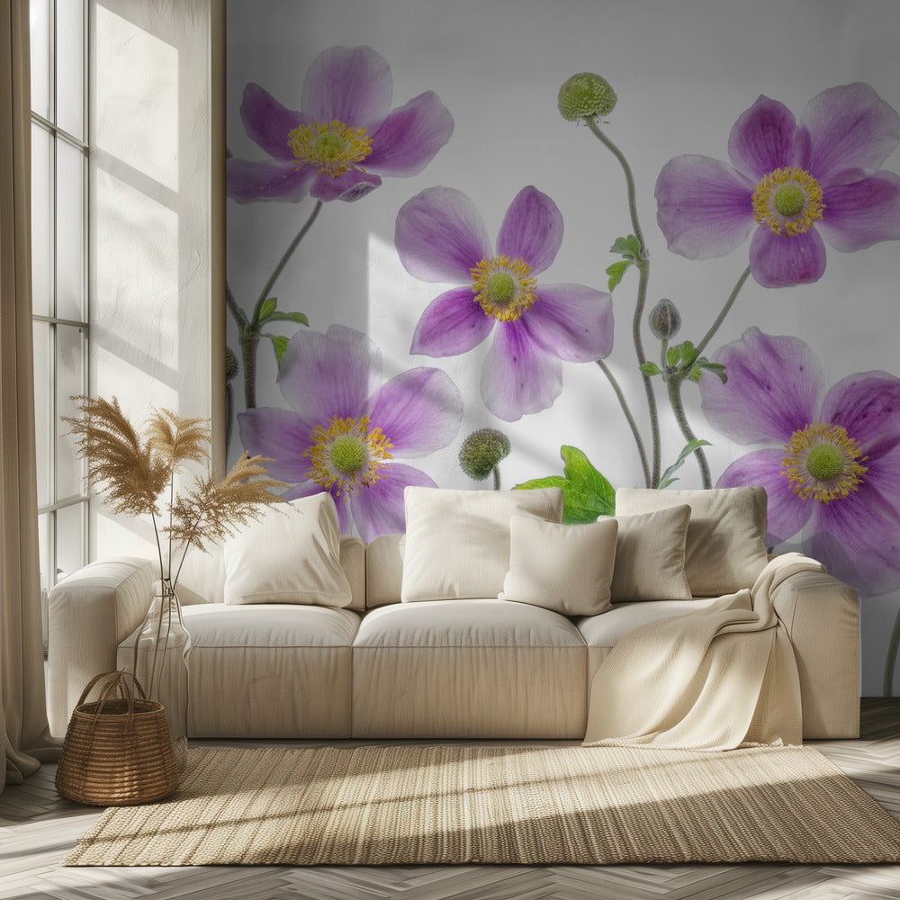 Anemone Japonica | Tapete