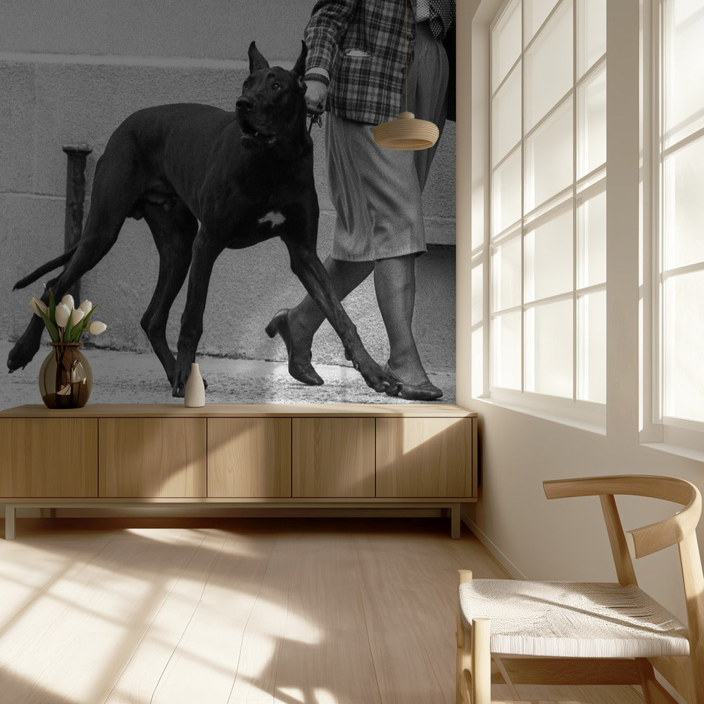 Deutsche Dogge Bodyguard (aus der Serie "Boy meets girl") | Hintergrundbild