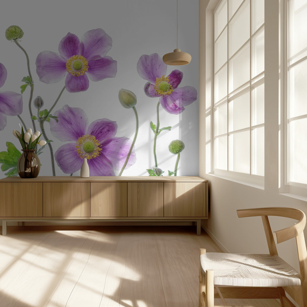 Anemone Japonica | Tapete
