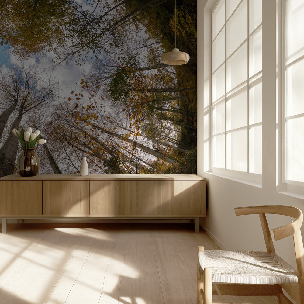 Wald | Tapete