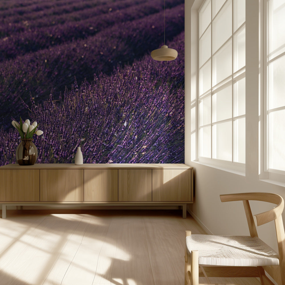 Provence Lavendel | Tapete