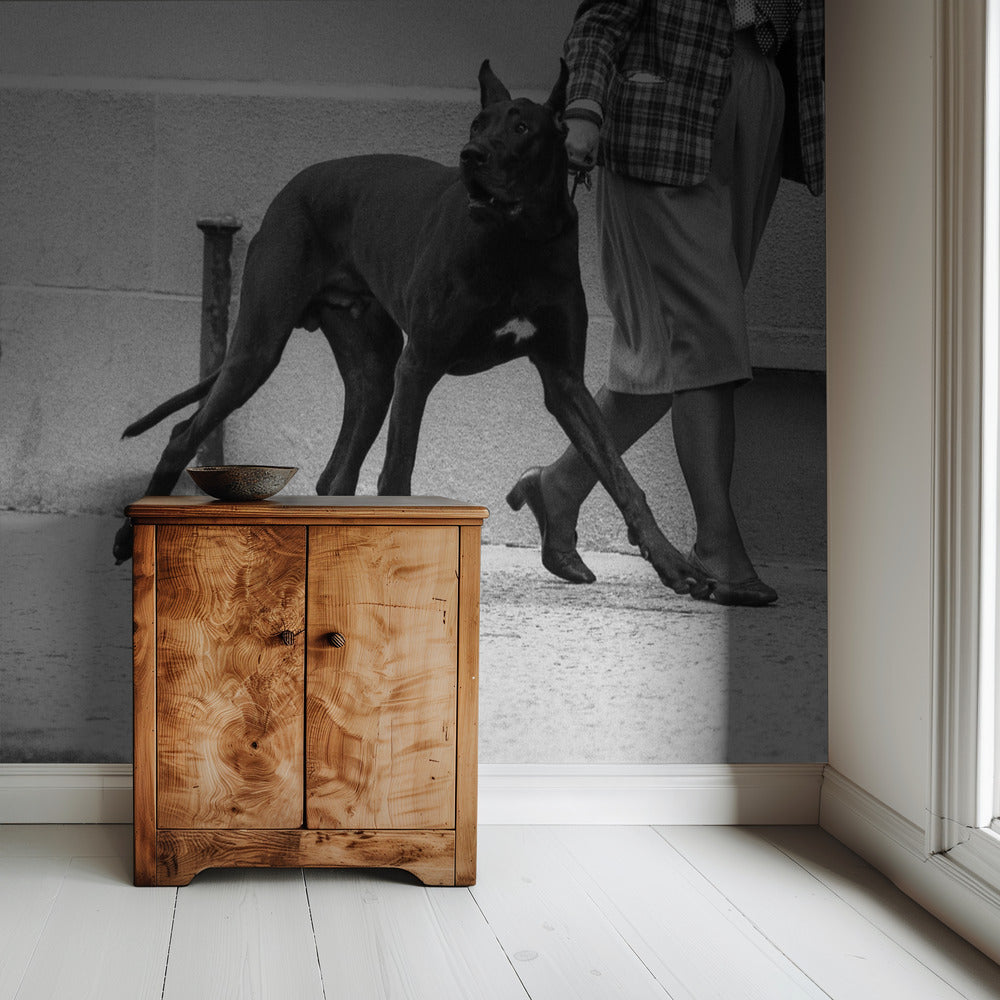 Deutsche Dogge Bodyguard (aus der Serie "Boy meets girl") | Hintergrundbild