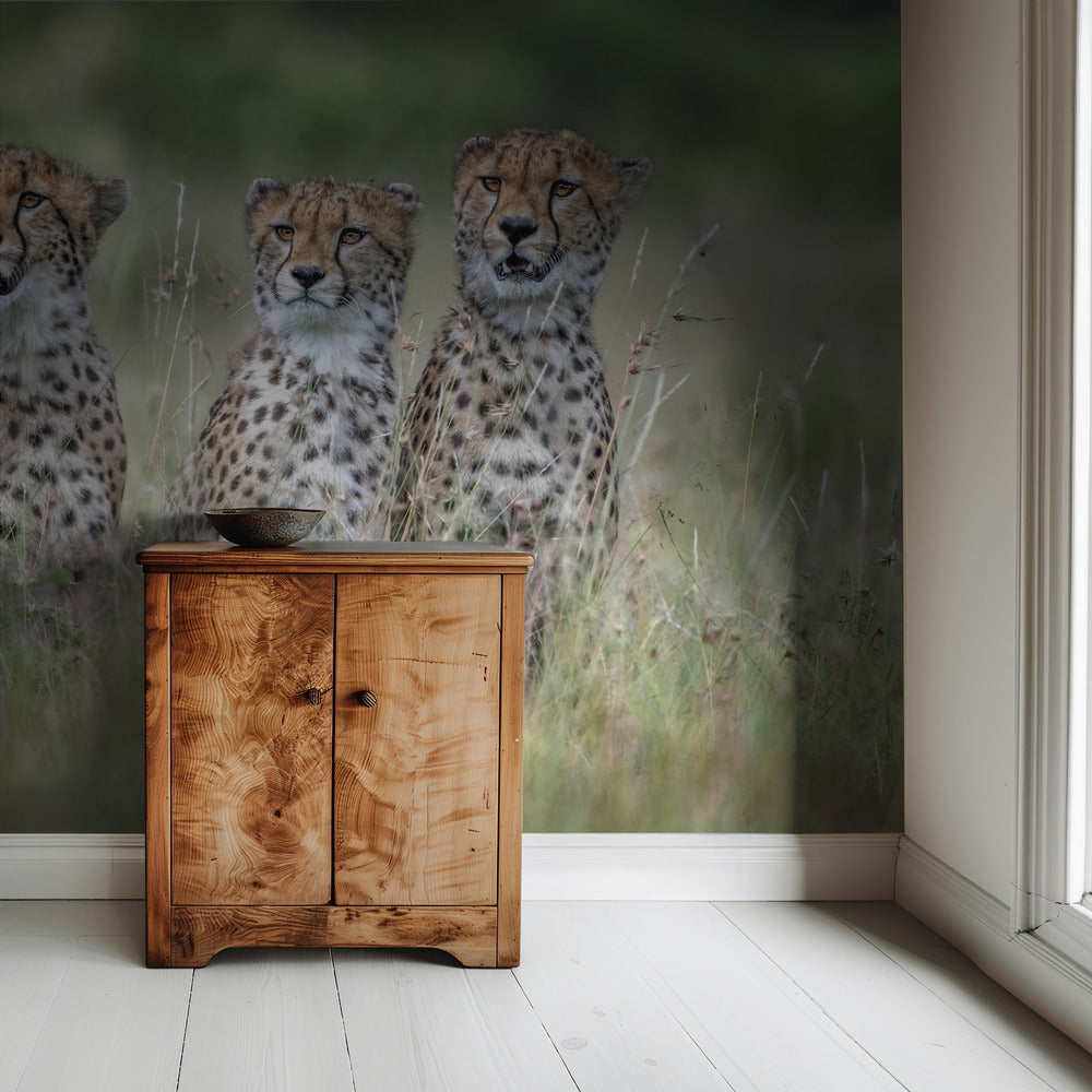 Gepardenjunge | Hintergrundbild