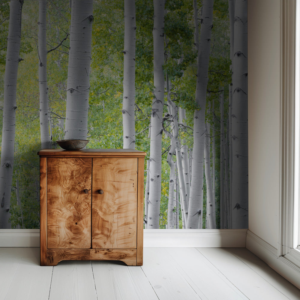 Birkenwald | Tapete