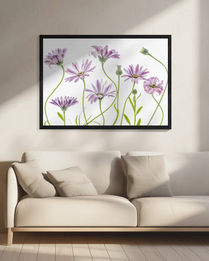 Cape Daisies | Leinwand