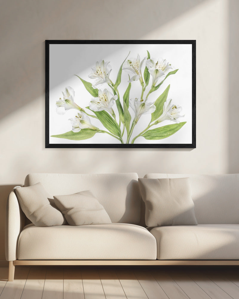 Alstroemeria | Leinwand