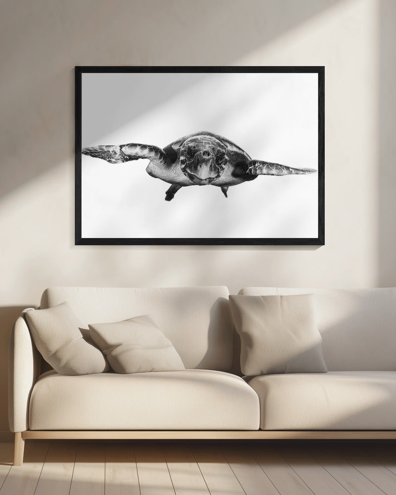 Weiß und Schildkröte | Leinwand