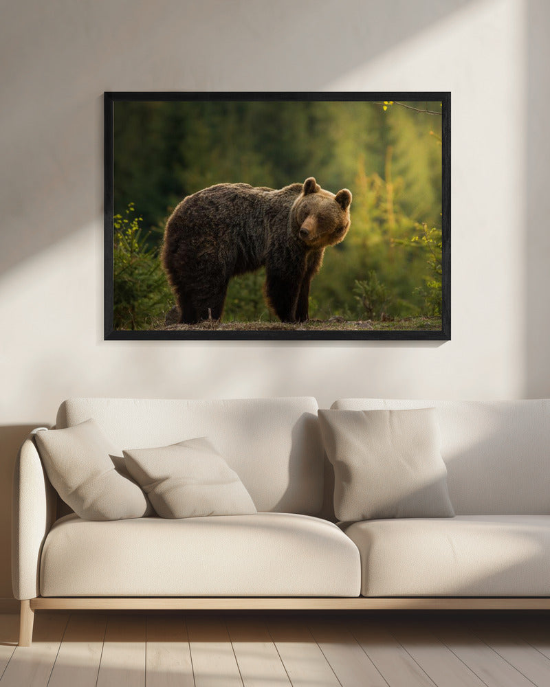 Hinterleuchteter Bär | Leinwand