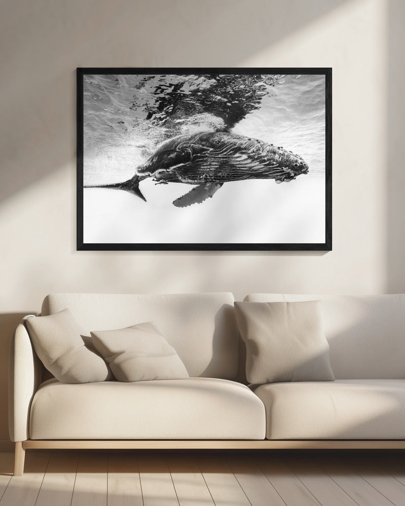 Buckelwal-Kalb | Leinwand