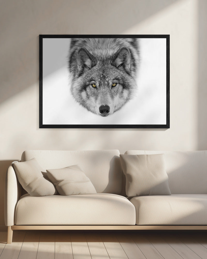 Gelbe Augen - Timberwolf | Leinwand