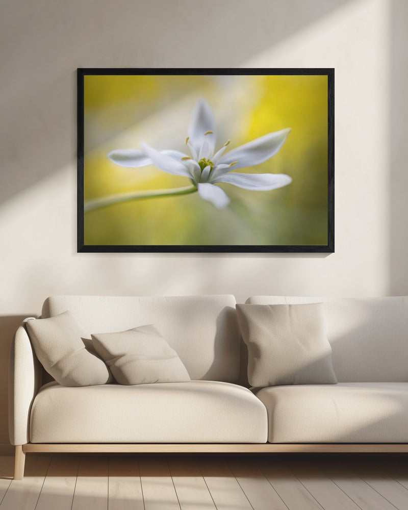 Ornithogalum | Leinwand