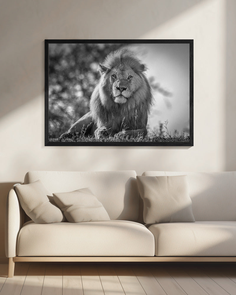 Monochromatischer König der Löwen | Leinwand