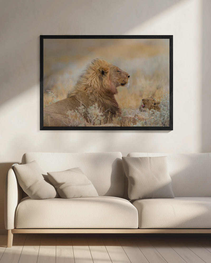 Männlicher Löwe mit Jungem | Leinwand