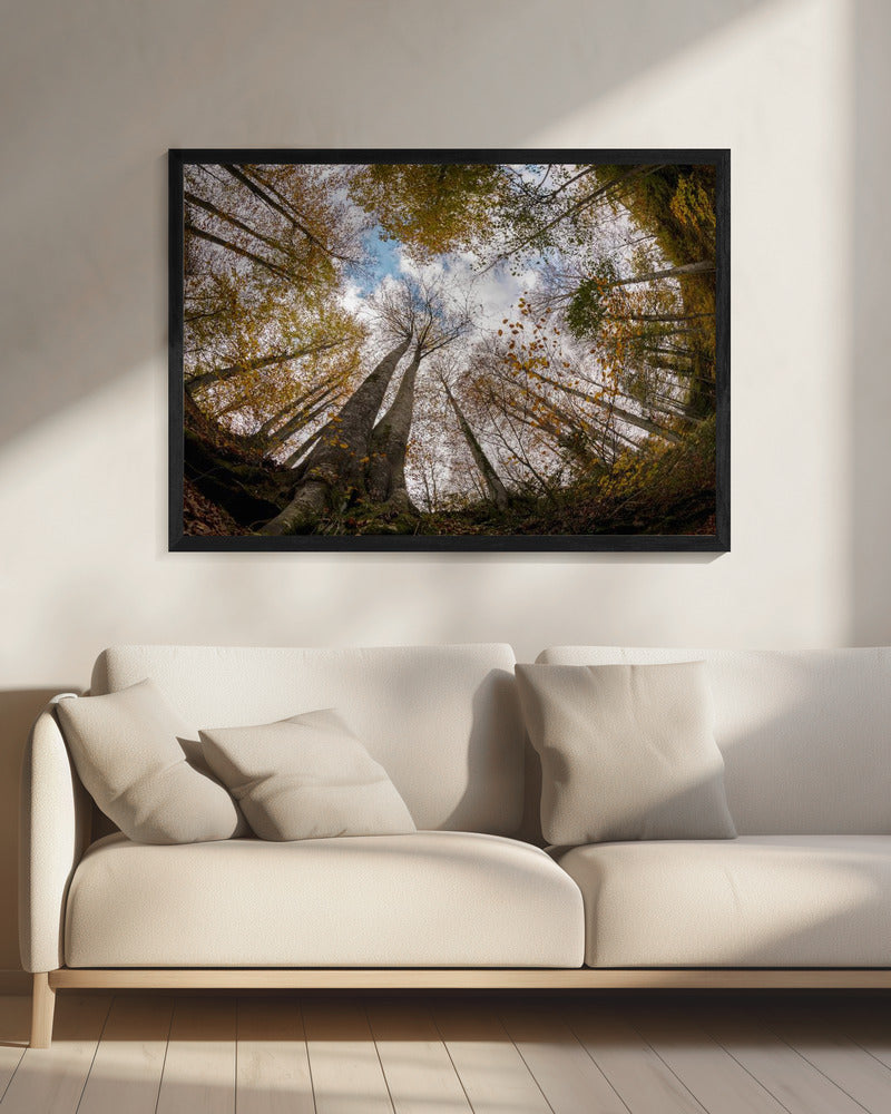 Wald | Leinwand