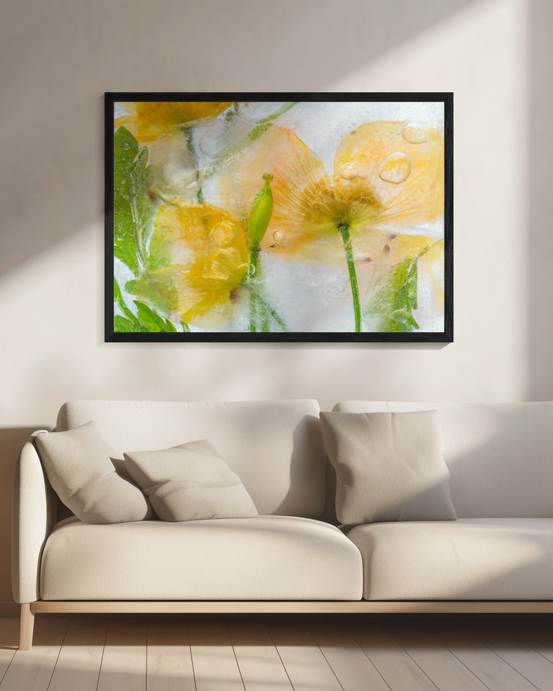 Meconopsis | Leinwand