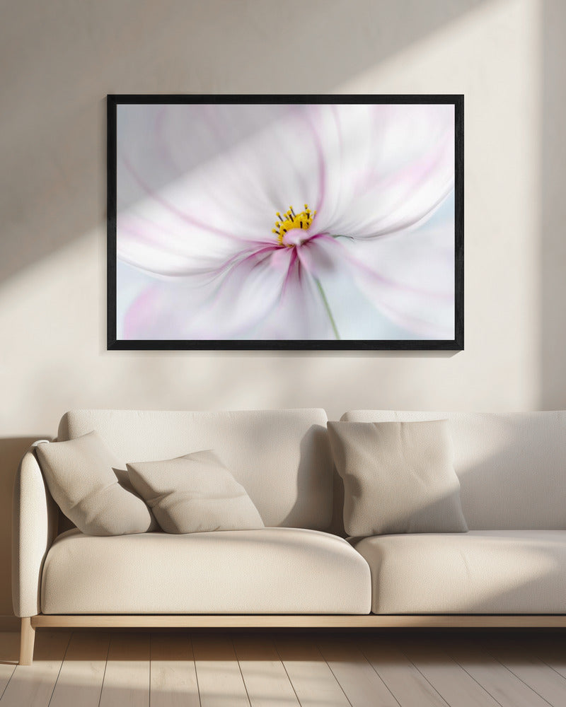 Cosmos | Canvas