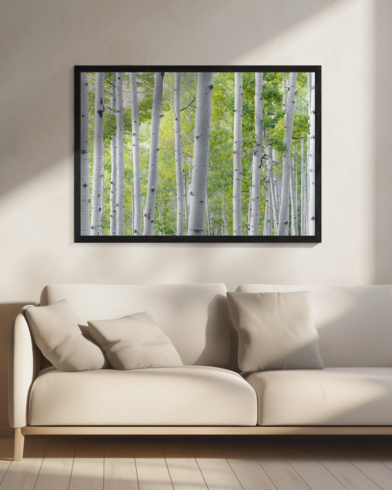 Birkenwald | Leinwand