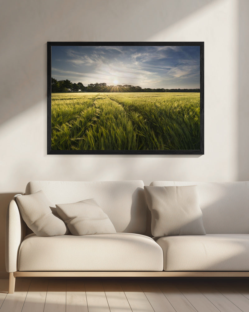 Gerstenwiese | Leinwand