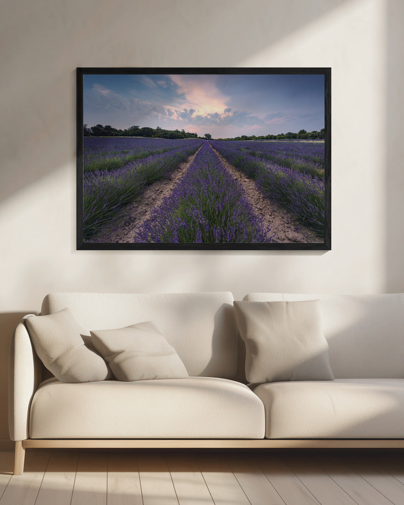 Blauer Lavendel | Leinwand