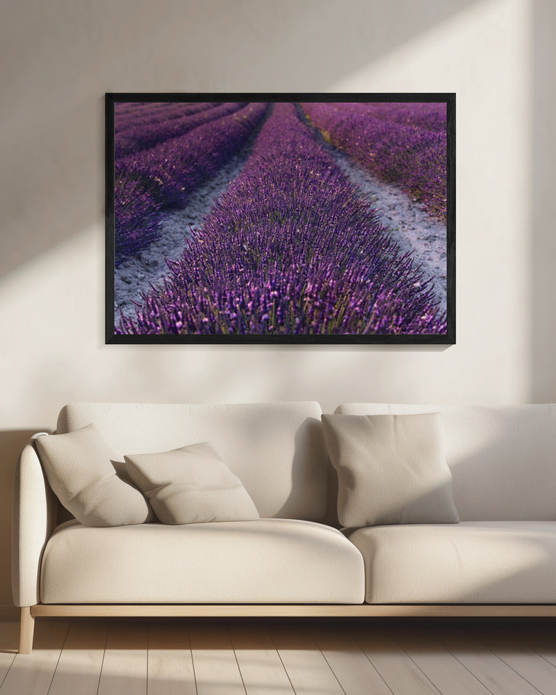 Lavendeldetail | Leinwand