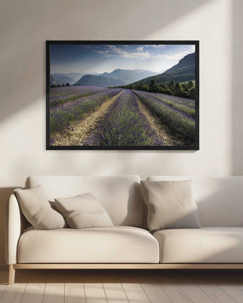 Lavendelhügel | Leinwand