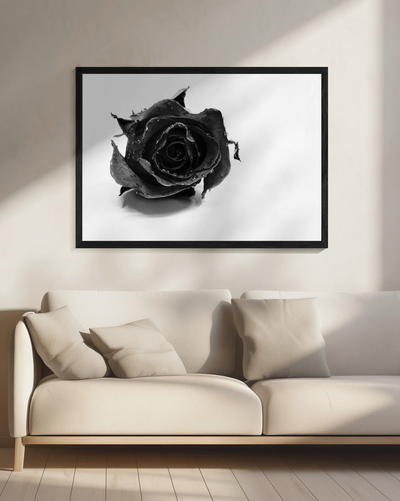 Rose Noir | Leinwand