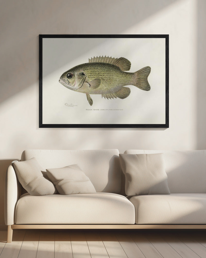 Rock Bass (ambloplites Rupestris) von Sherman F. Denton (1856 1937) | Leinwand