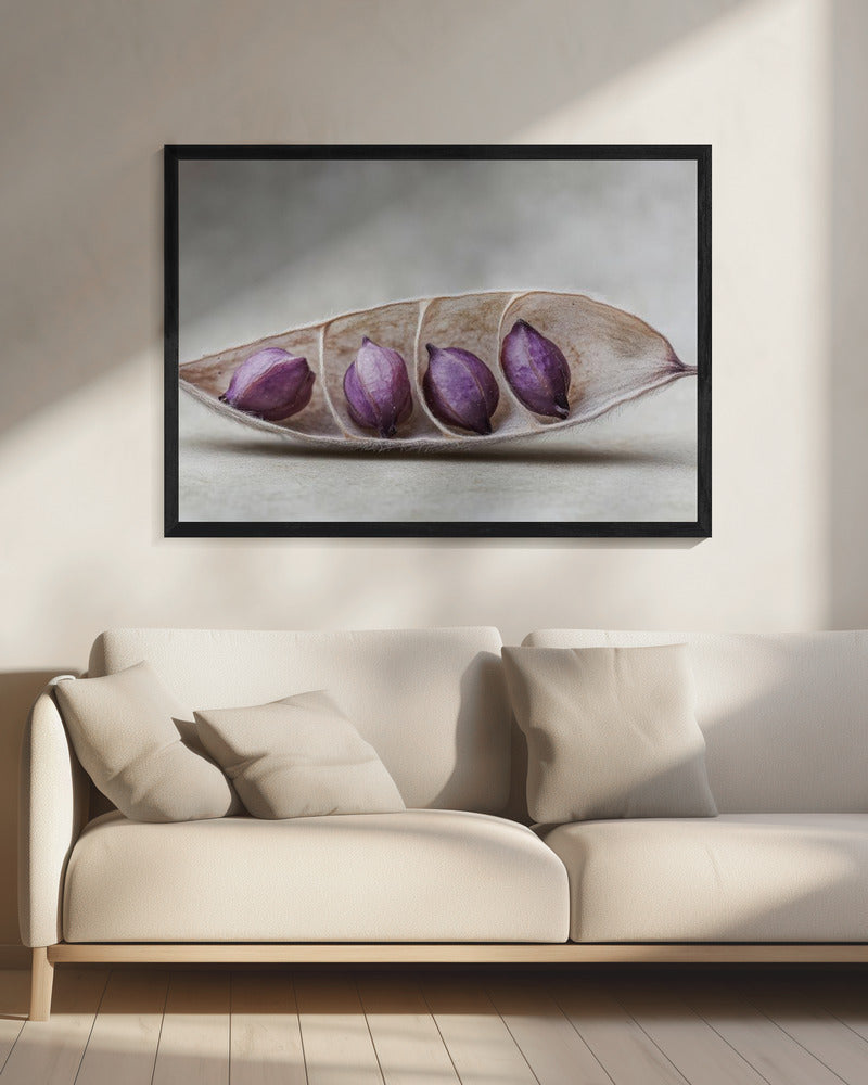 Lila Pod Harmony | Leinwand