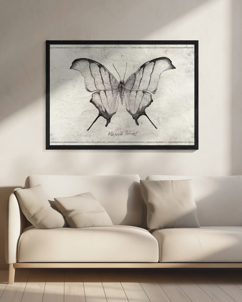 Marpesia Petreus | Leinwand