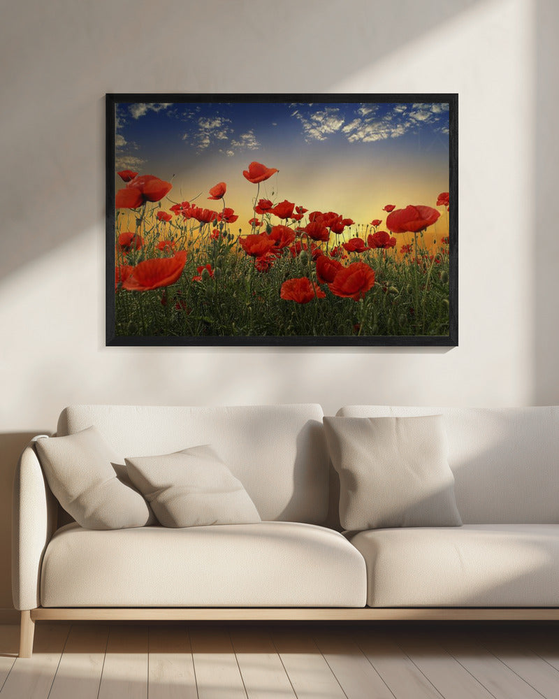 Mohnblumen | Leinwand