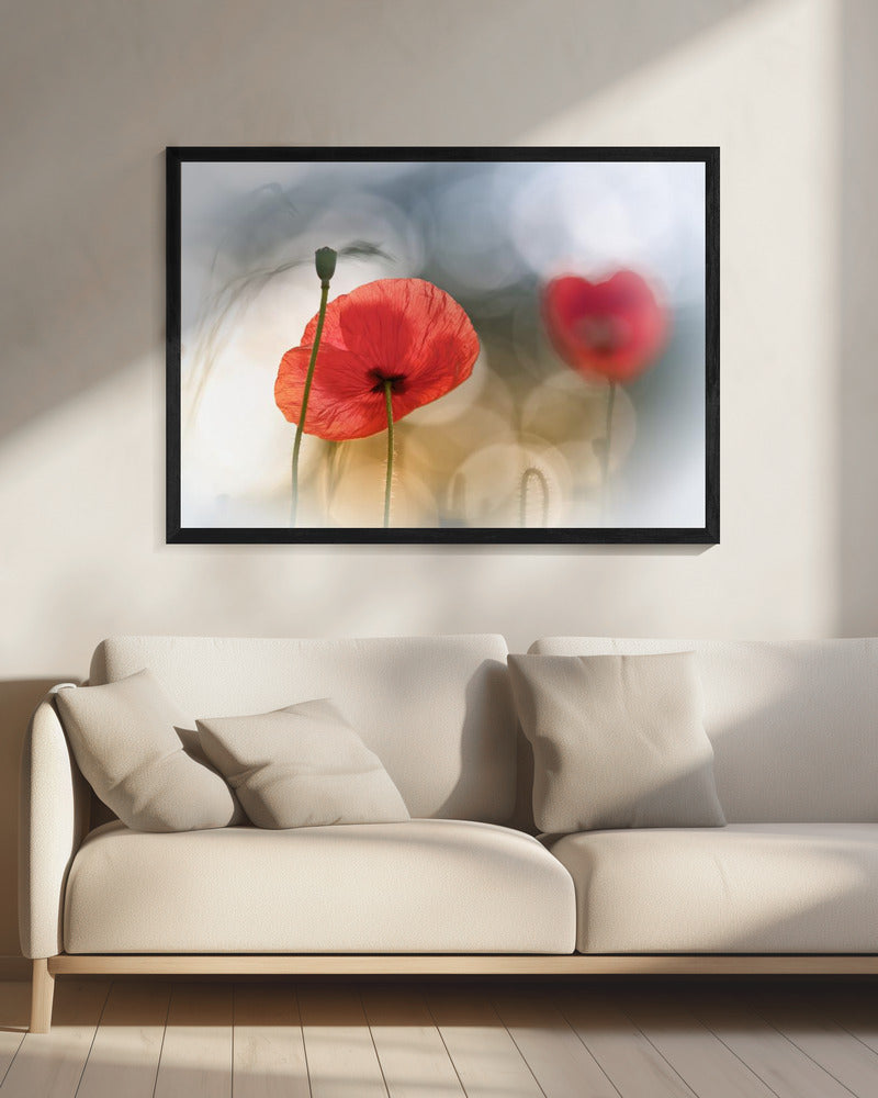 Morgenmohn | Leinwand